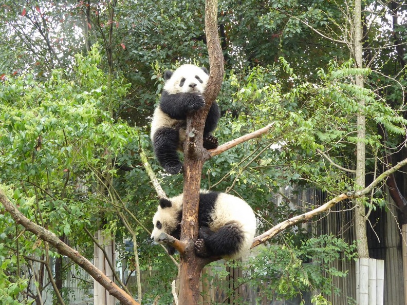 chengdu_panda_research_073.jpg