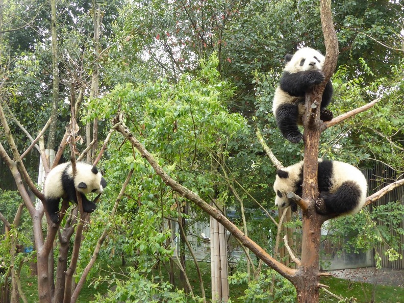 chengdu_panda_research_075.jpg