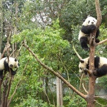 chengdu panda research 075