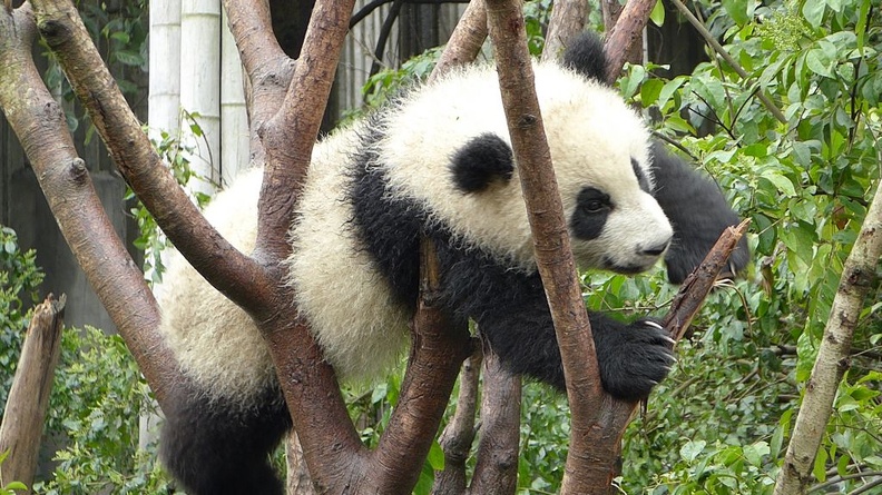 chengdu_panda_research_074.jpg