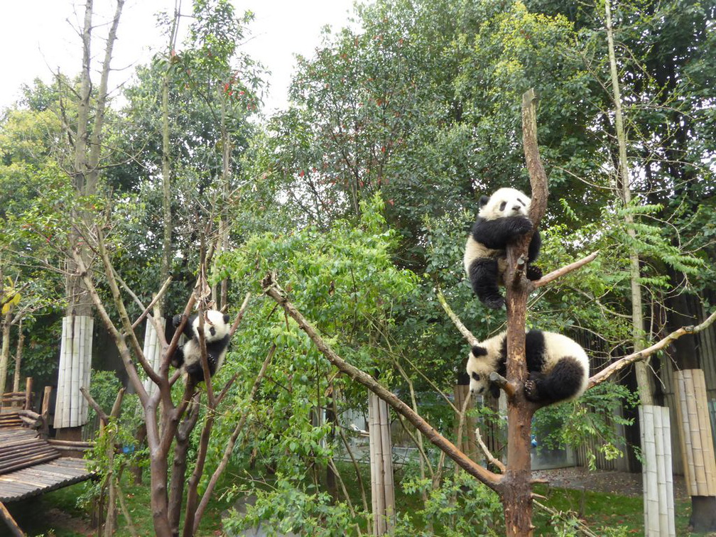 chengdu panda research 076