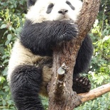 chengdu panda research 078