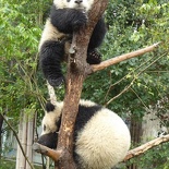 chengdu panda research 081