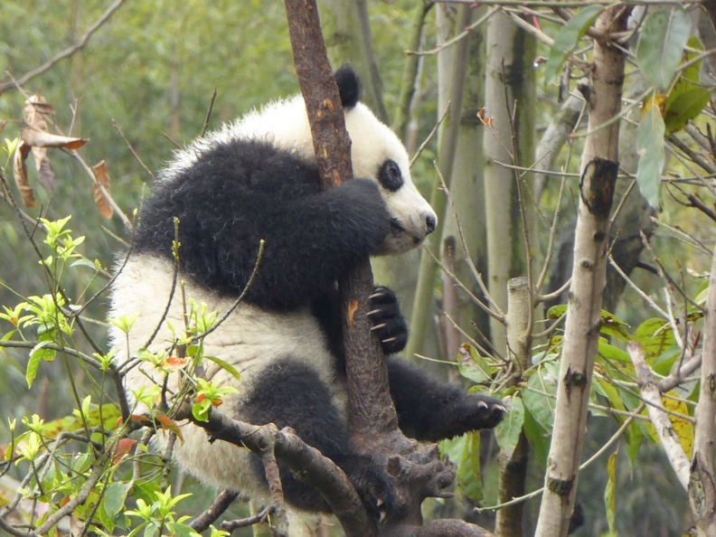 chengdu_panda_research_080.jpg