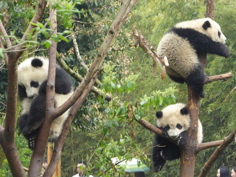 chengdu_panda_research_083.jpg