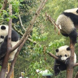 chengdu panda research 083