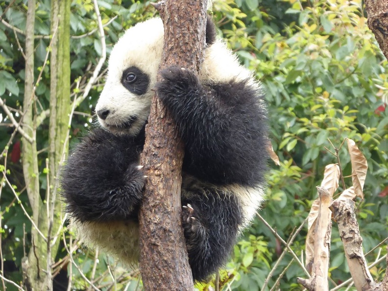 chengdu_panda_research_084.jpg