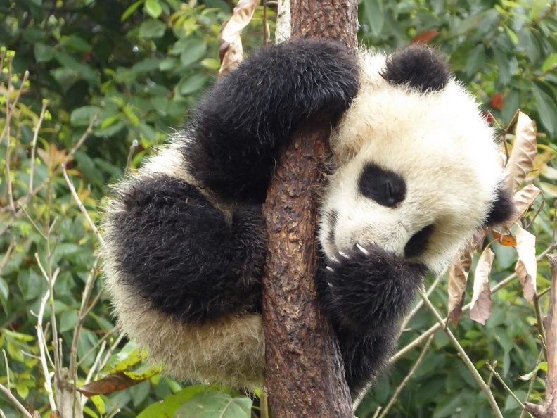 chengdu_panda_research_085.jpg