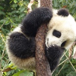 chengdu panda research 085