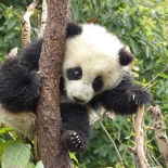 chengdu panda research 087