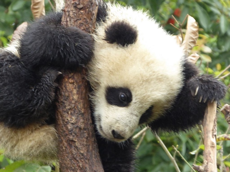 chengdu panda research 089
