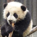 chengdu panda research 092