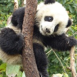 chengdu panda research 091