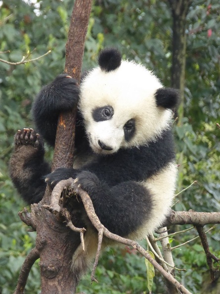 chengdu_panda_research_093.jpg