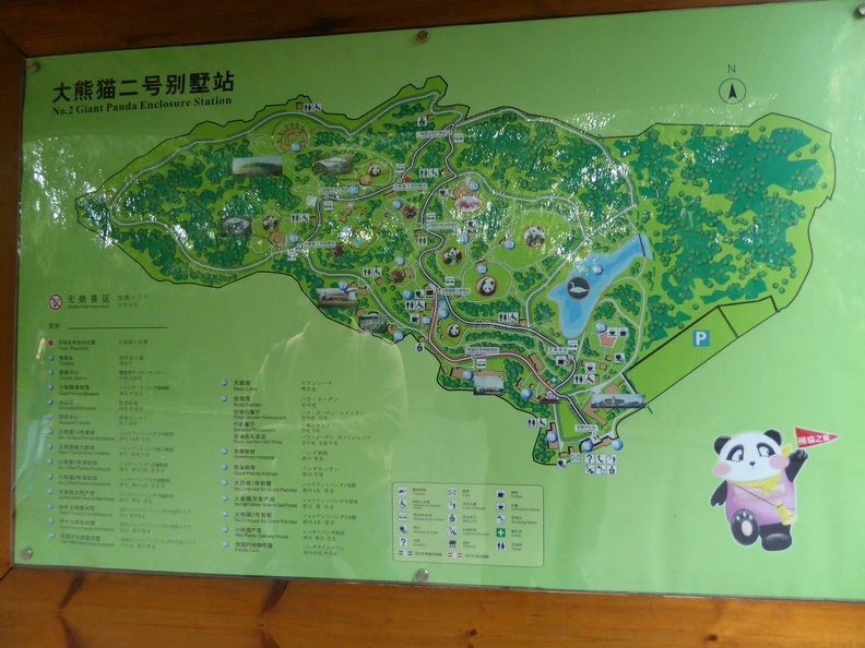 chengdu panda research 094