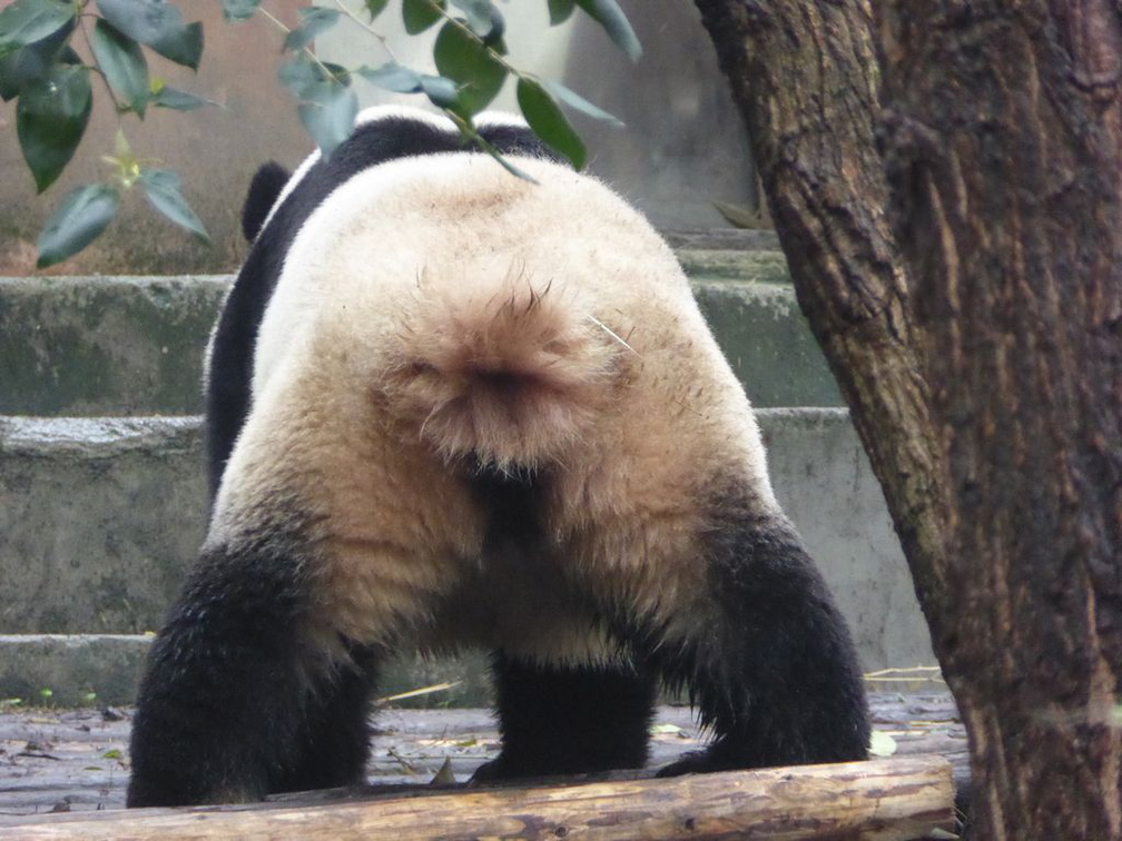 chengdu panda research 097