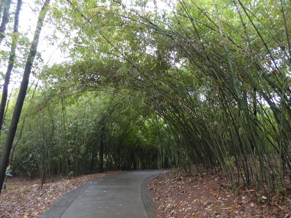 chengdu panda research 101