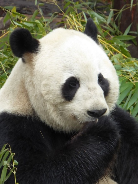 chengdu_panda_research_102.jpg