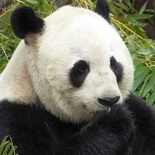 chengdu panda research 102