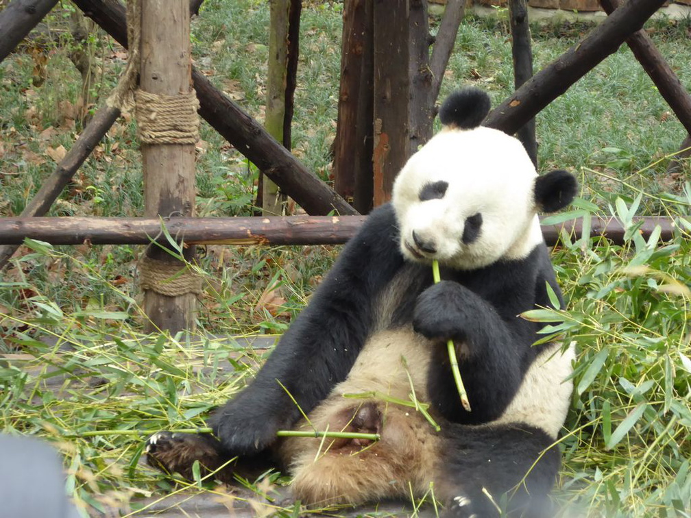 chengdu panda research 104