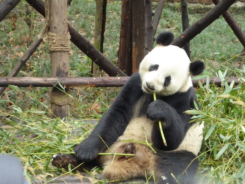 chengdu panda research 104