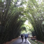 chengdu panda research 105