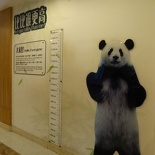 chengdu panda research 118