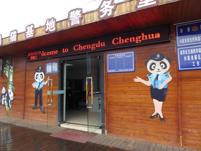 chengdu panda research 001