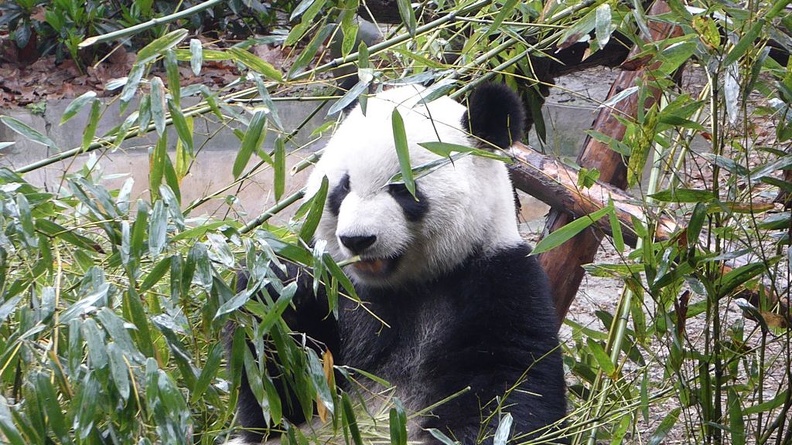 chengdu panda research 010