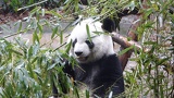 chengdu panda research 010