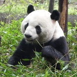 chengdu panda research 013