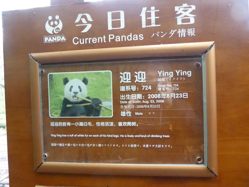 chengdu_panda_research_014.jpg