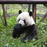 chengdu panda research 012