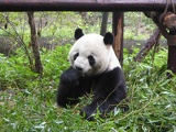chengdu panda research 012