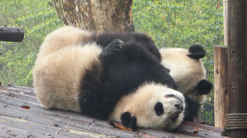 chengdu_panda_research_016.jpg