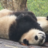 chengdu panda research 016