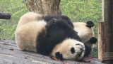 chengdu panda research 016