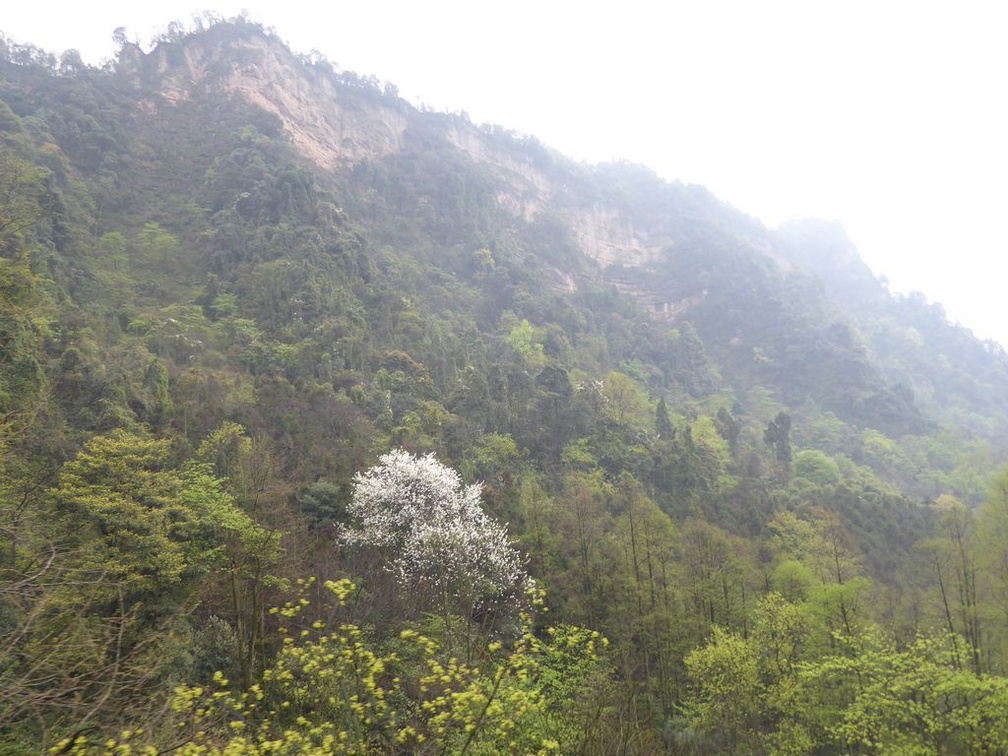 mt qingcheng 065
