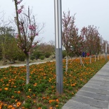 three gorges dam 068