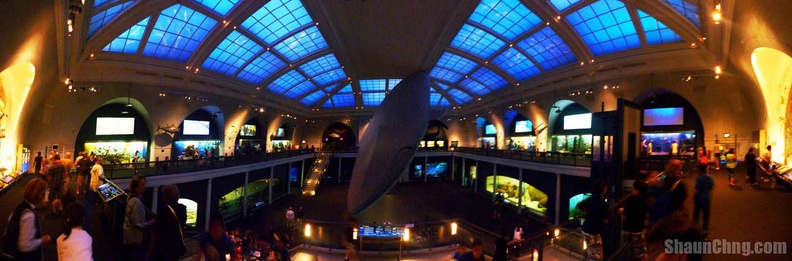 sc_ny_natural_history_museum_milstein_hall.jpg