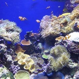 SEA-aquarium-sentosa-031.jpg