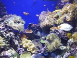 SEA-aquarium-sentosa-031