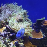 SEA-aquarium-sentosa-033