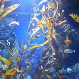 SEA-aquarium-sentosa-035