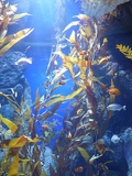 SEA-aquarium-sentosa-035