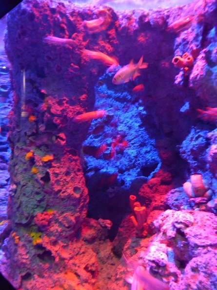 SEA-aquarium-sentosa-036