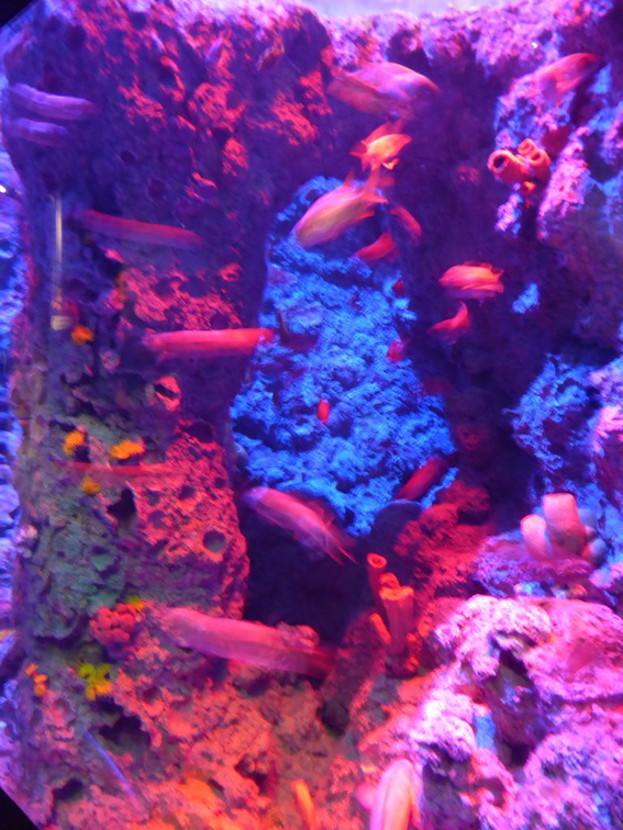 SEA-aquarium-sentosa-037