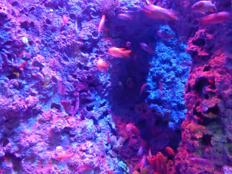 SEA-aquarium-sentosa-038