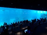 SEA-aquarium-sentosa-045