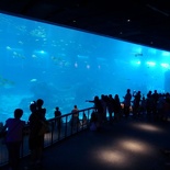 SEA-aquarium-sentosa-048